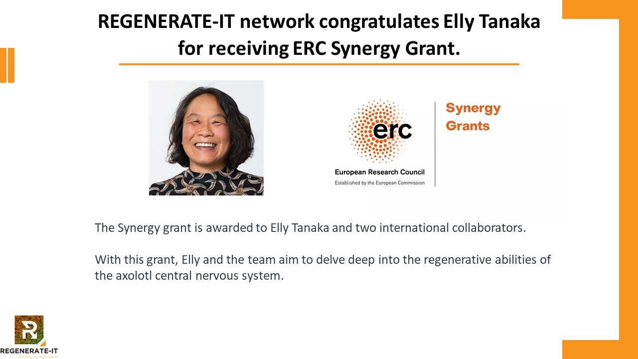 REGENERATE-IT network congratulates Elly Tanaka for receiving ERC Synergy Grant.